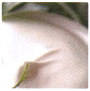 LCN SPA Hydro & Balance Active Ingredient: Sheabutter